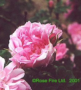 401.jpg (26631 bytes)