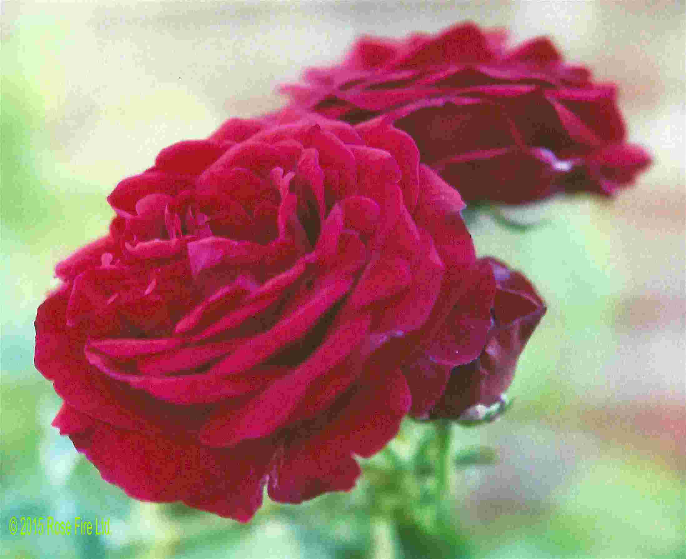 Rose Du Roi