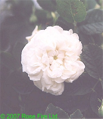 107.jpg (33500 bytes)