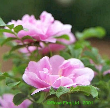 1105.jpg (34032 bytes)