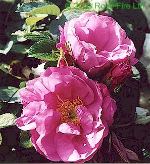 1107.jpg (49535 bytes)