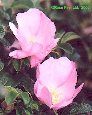 1115.jpg (37016 bytes)