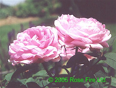 114.jpg (49910 bytes)