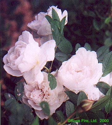 1161.jpg (49681 bytes)