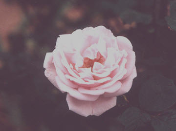 1162.jpg (23150 bytes)