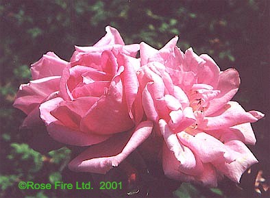 1204.jpg (36437 bytes)