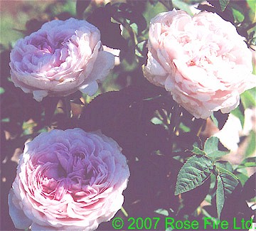 507.jpg (46951 bytes)
