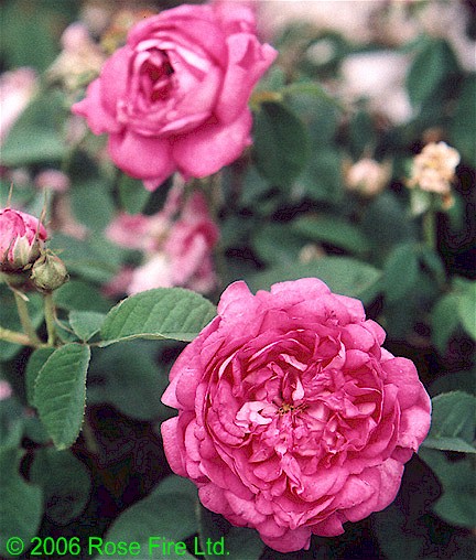 522.jpg (84178 bytes)
