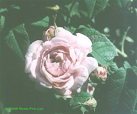 539.jpg (54891 bytes)