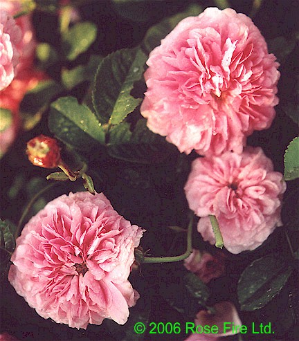 548.jpg (80689 bytes)
