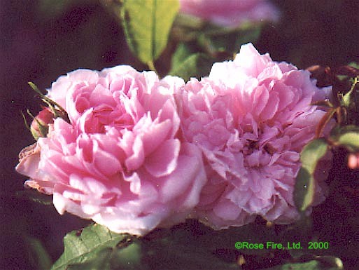 629.jpg (60324 bytes)