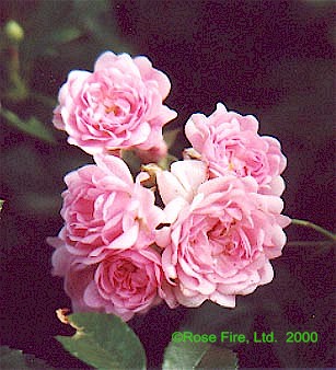 944.jpg (42289 bytes)